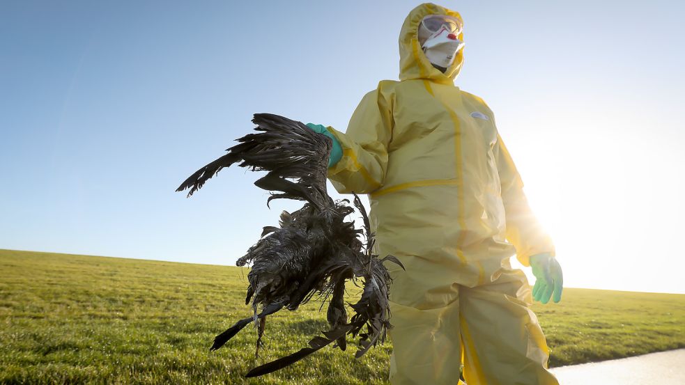 Ein Bild aus dem Frühjahr 2021: In Schleswig-Holstein werden Vogelkadaver eingesammelt. Die Tiere sind an der Vogelgrippe verendet. Der nächste Seuchenzug hat längst begonnen. Foto: Christian Charisius/dpa