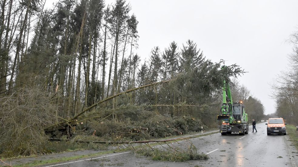 Durch die Stürme der vergangenen Tage sind in Osteel mehrere Bäume auf die Bundesstraße 72 gekippt, die deshalb voll gesperrt ist. Foto: Thomas Dirks