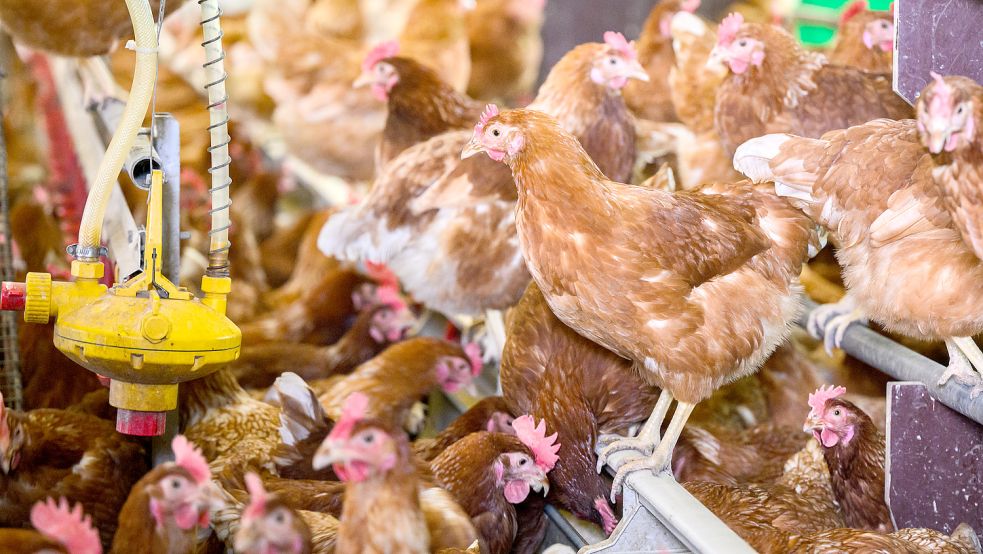 Hühner stehen in einem Stall eines Betriebes mit Eiern aus Freilandhaltung. Durch den Ausbruch der Geflügelpest gilt in Teilen des Kreises Aurich eine Aufstallpflicht. Foto: DPA