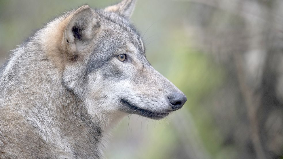 „Bewahren Sie Ruhe“, rät das niedersächsische Umweltministerium bei einer Begegnung mit einem Wolf. Und weiter: „Beobachten Sie ihn und fotografieren ihn nach Möglichkeit. Sobald er Sie bemerkt, zieht er sich in der Regel zurück, Wölfe sind vorsichtige Tiere.“ Foto: Boris Roessler/dpa