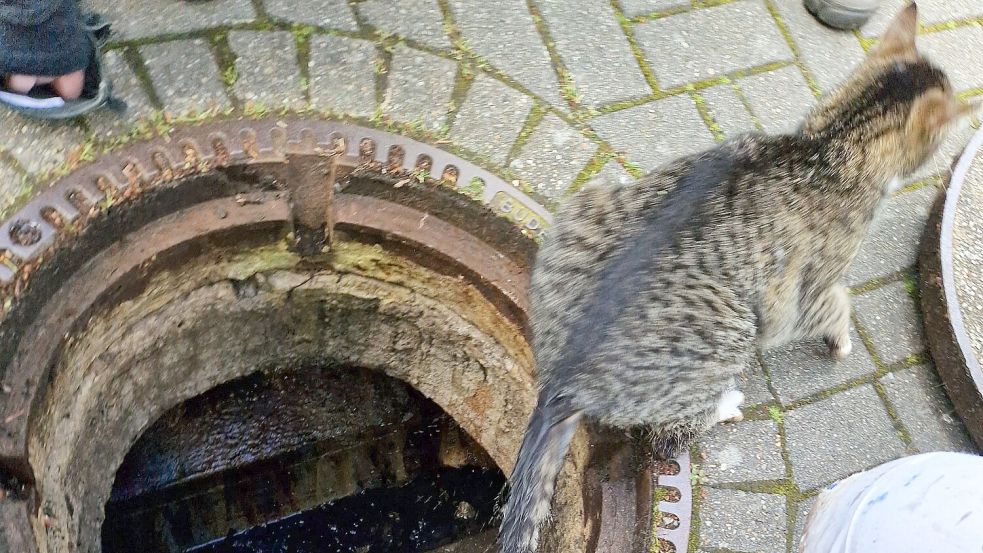 Die Katze sprang aus geöffneten Kanalschacht. Foto: Feuerwehr/Hanne Tammen