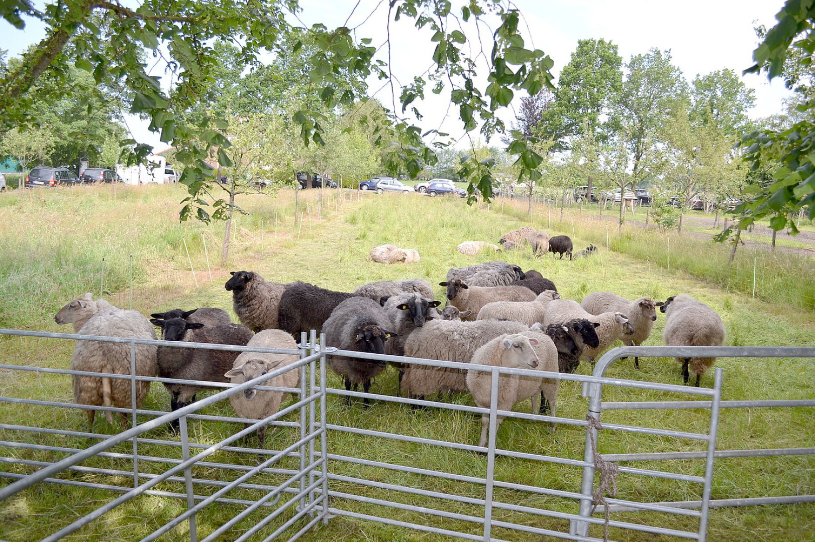 Schafsonntag bei der Naturschutzstation in Lübbertsfehn - Bild 1