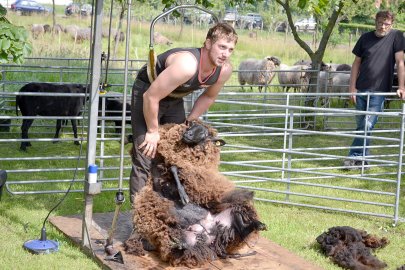 Schafsonntag bei der Naturschutzstation in Lübbertsfehn - Bild 4