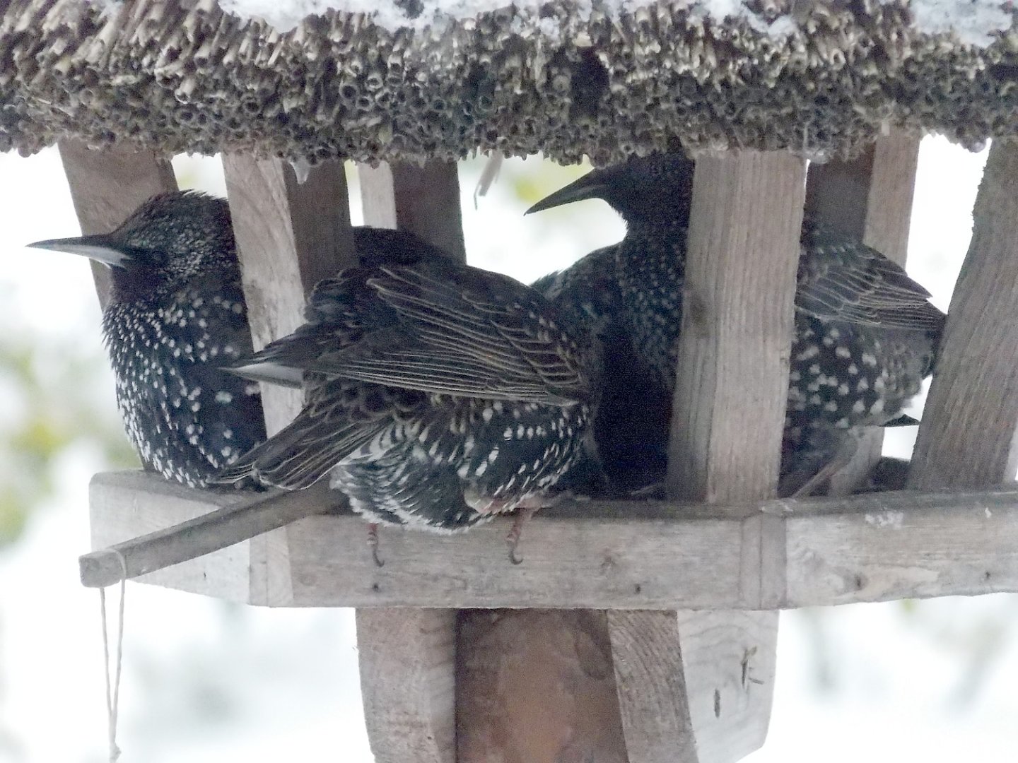 ON-Leserfoto des Monats Februar 2021 - Bild 1