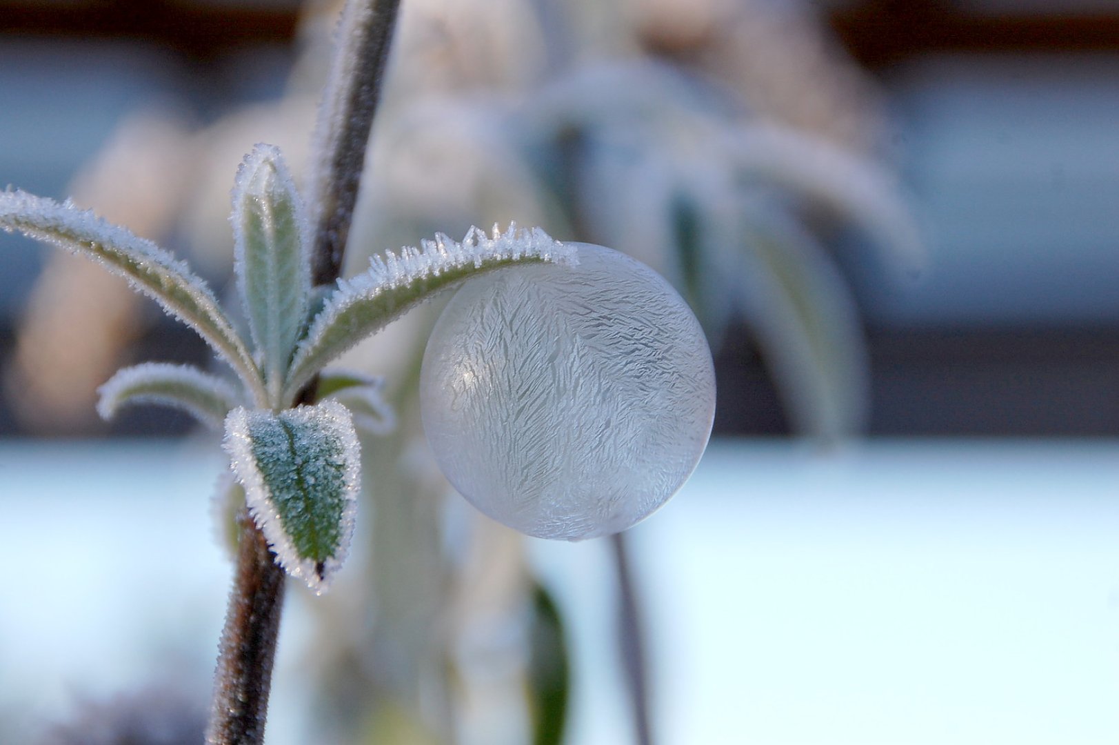 ON-Leserfoto des Monats Dezember 2021 - Bild 1