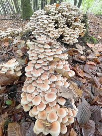 ON-Leserfotos des Monats Oktober 2022 - Bild 2