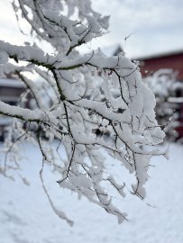 Schnee in Ostfriesland - Bild 45