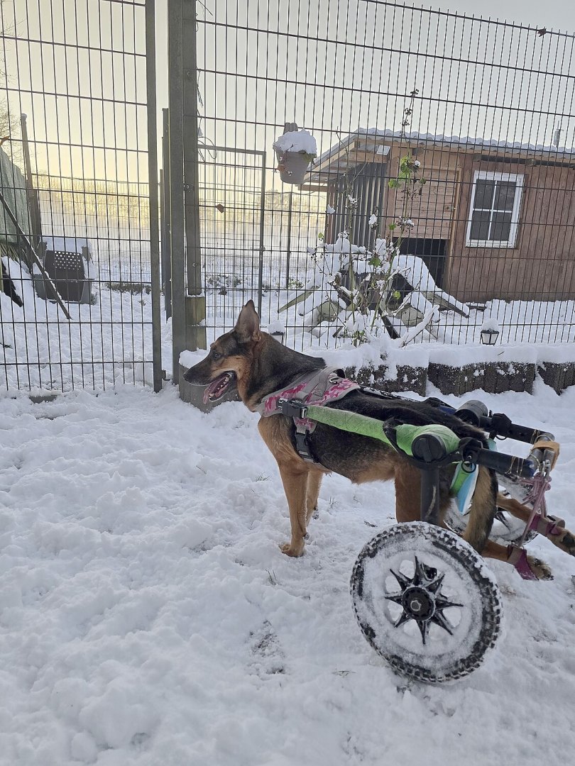 Schnee in Ostfriesland - Bild 78