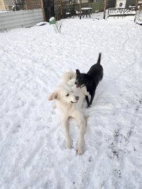 Schnee in Ostfriesland - Bild 79