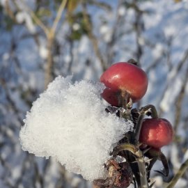 Schnee in Ostfriesland - Bild 65
