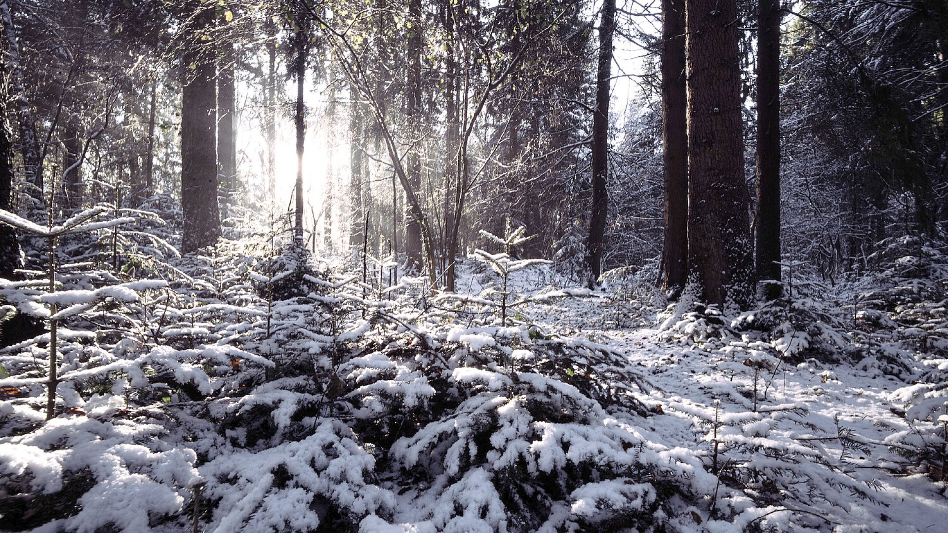Schnee in Ostfriesland - Bild 70