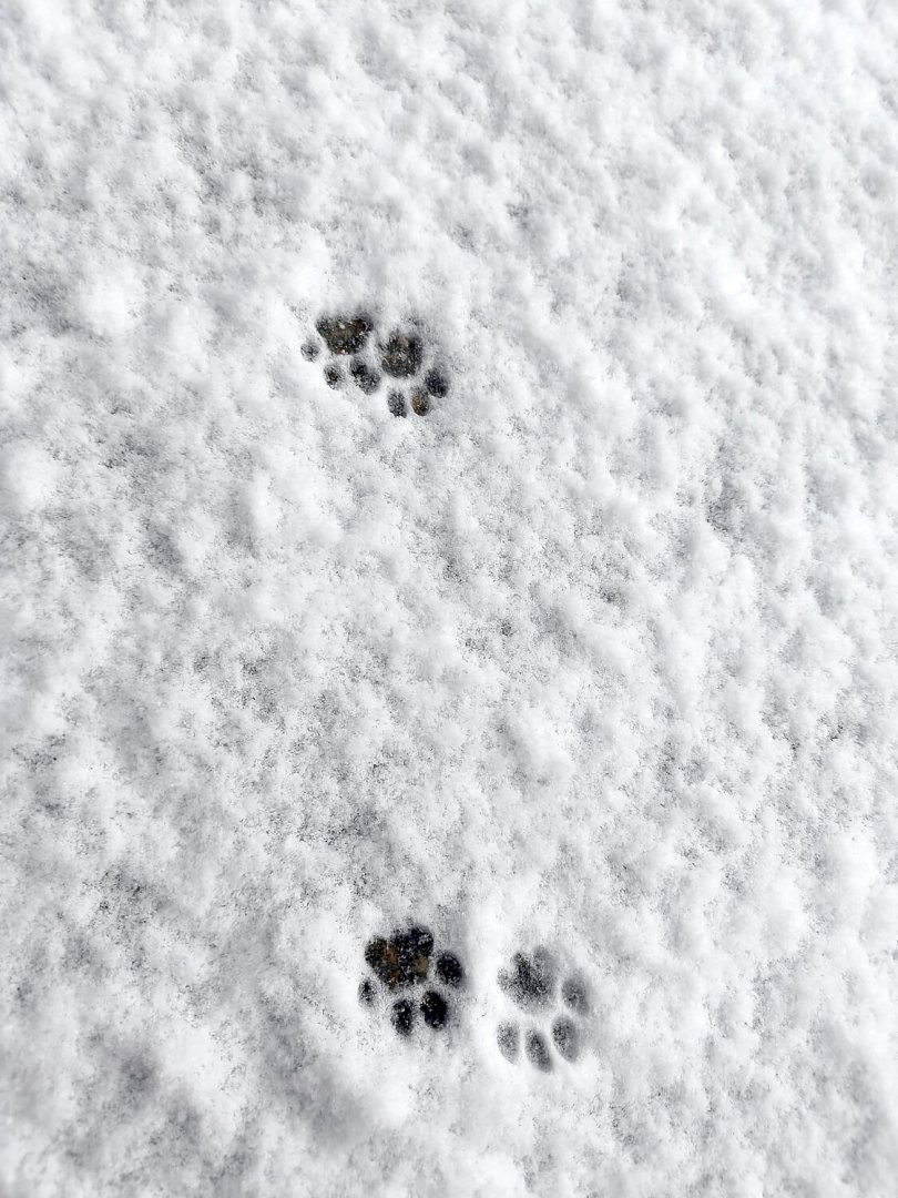 Schnee in Ostfriesland (Leserfotos, Teil 1) - Bild 2