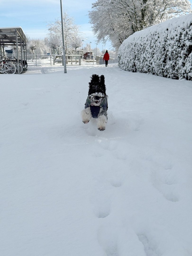 Schnee in Ostfriesland (Leserfotos, Teil 1) - Bild 22