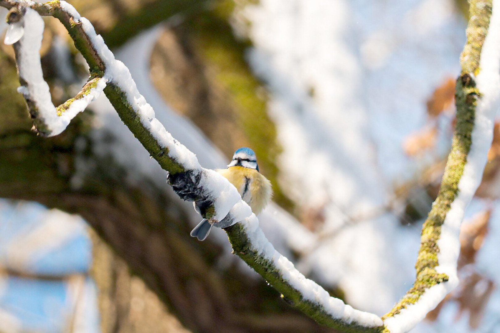 Schnee in Ostfriesland (Leserfotos, Teil 1) - Bild 46