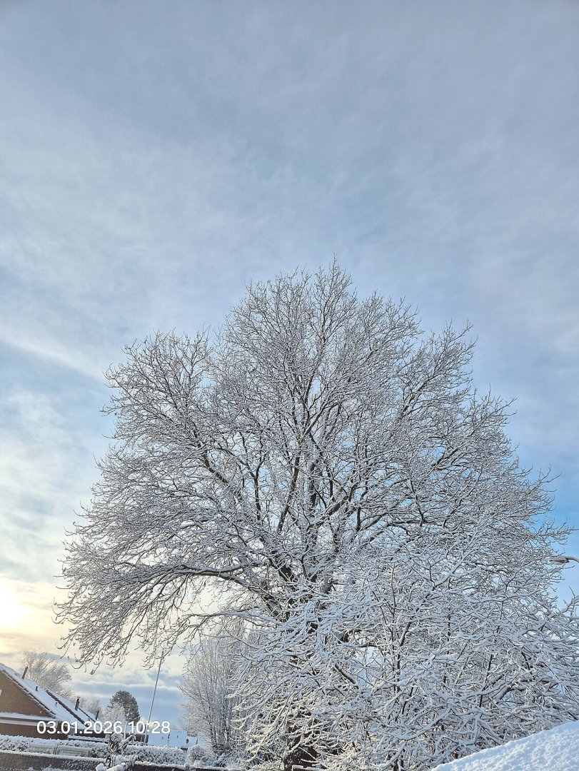 Schnee in Ostfriesland (Leserfotos, Teil 1) - Bild 48