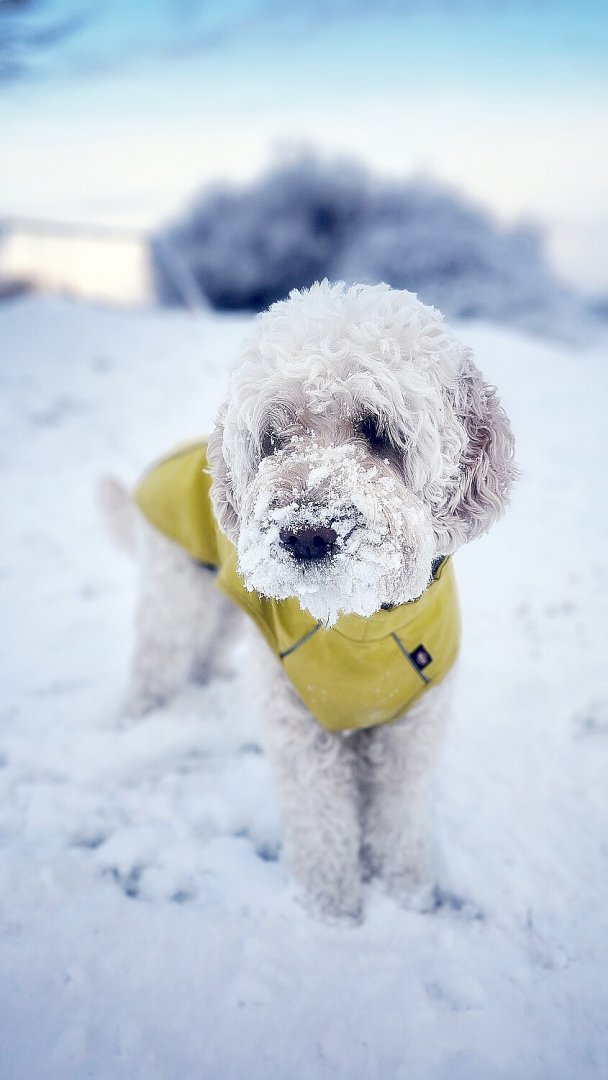 Schnee in Ostfriesland (Leserfotos, Teil 1) - Bild 60