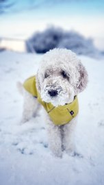 Schnee in Ostfriesland (Leserfotos, Teil 1) - Bild 60