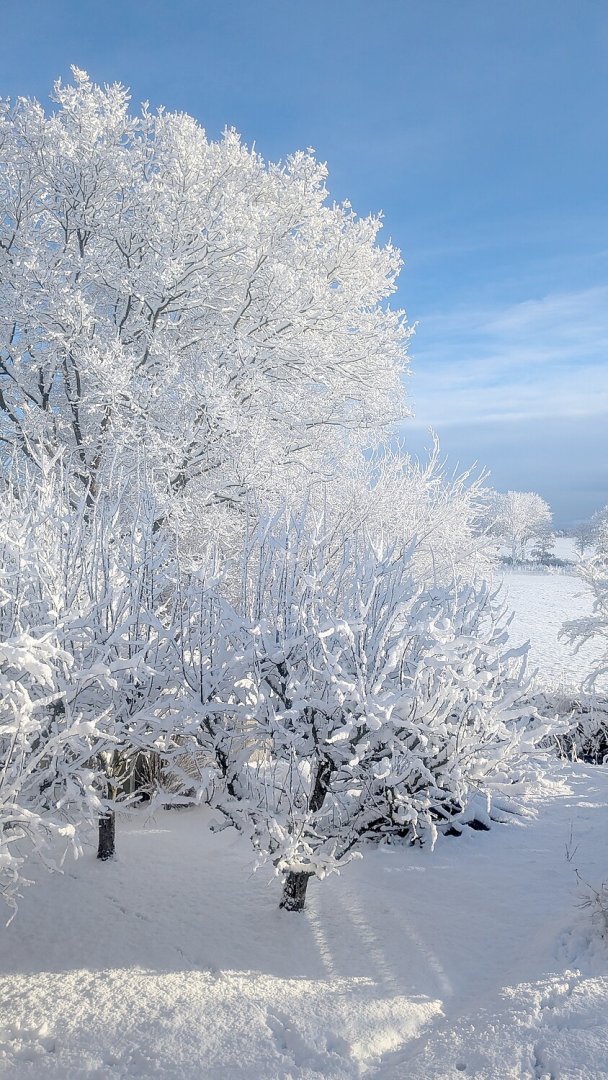 Schnee in Ostfriesland (Leserfotos, Teil 1) - Bild 62