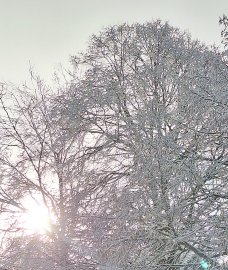 Schnee in Ostfriesland (Leserfotos, Teil 2) - Bild 3