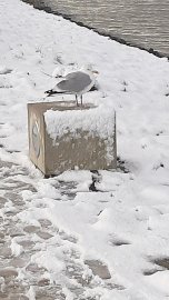 Schnee in Ostfriesland (Leserfotos, Teil 2) - Bild 41