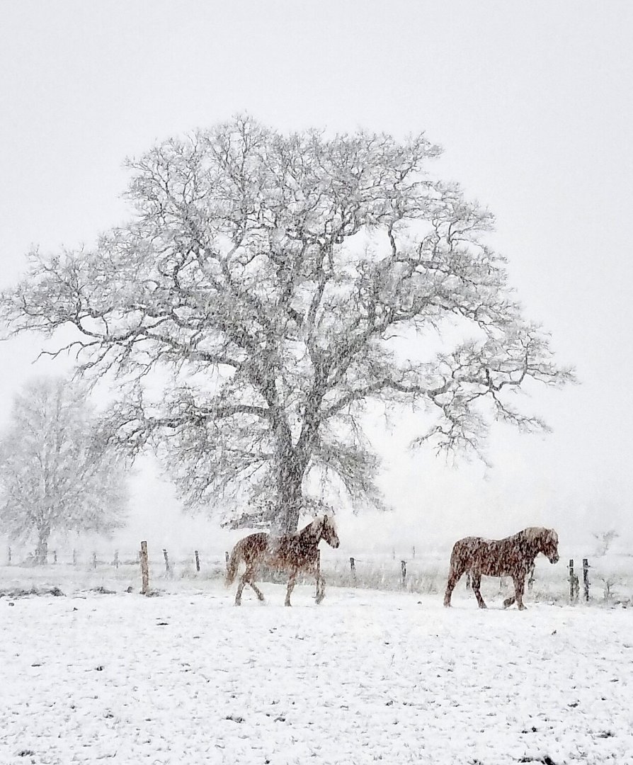 Schnee in Ostfriesland (Leserfotos, Teil 2) - Bild 64