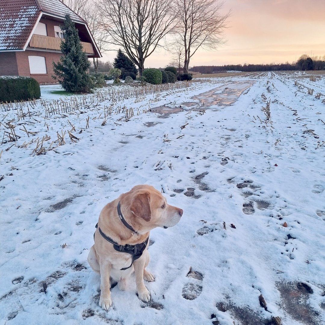 Schnee in Ostfriesland (Leserfotos, Teil 2) - Bild 70
