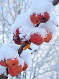 Schnee in Ostfriesland (Leserfotos, Teil 2) - Bild 90