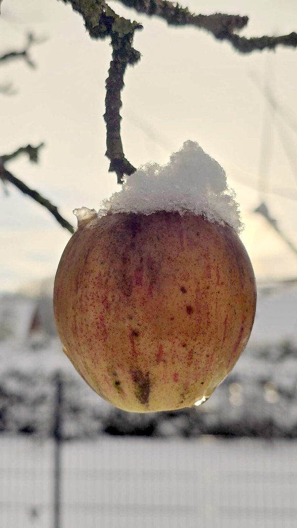Schnee in Ostfriesland (Leserfotos, Teil 3) - Bild 76