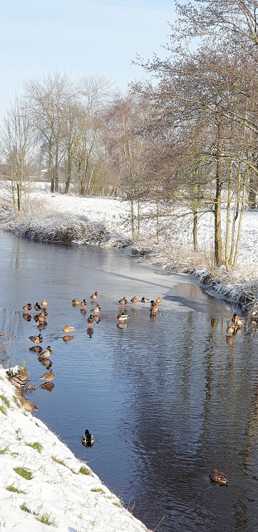 Schnee in Ostfriesland (Leserfotos, Teil 3) - Bild 83