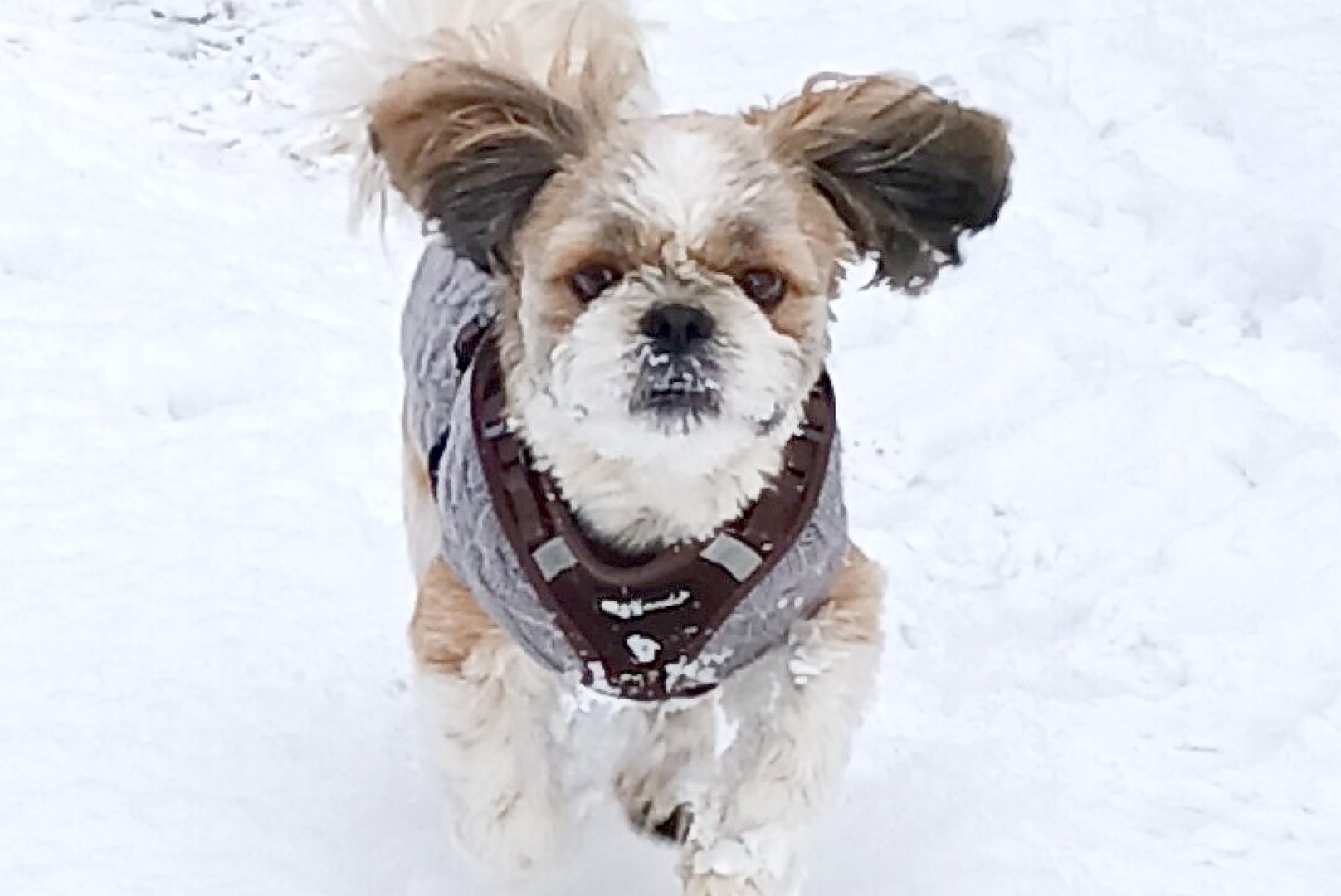 Schnee in Ostfriesland (Leserfotos, Teil 3) - Bild 61