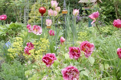 Auricher Gartenfreunde öffneten ihre Pforten - Bild 4