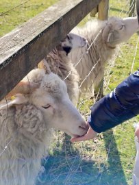 Bunte Ostereier zwischen alten Hütten - Bild 4
