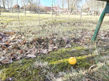 Bunte Ostereier zwischen alten Hütten - Bild 6