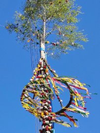 Aurich hat wieder einen Maibaum - Bild 16