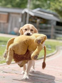 Die schönsten Hunde-Fotos aus Ostfriesland (Galerie I) - Bild 4