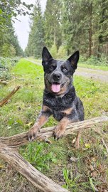 Die schönsten Hunde-Fotos aus Ostfriesland (Galerie I) - Bild 9