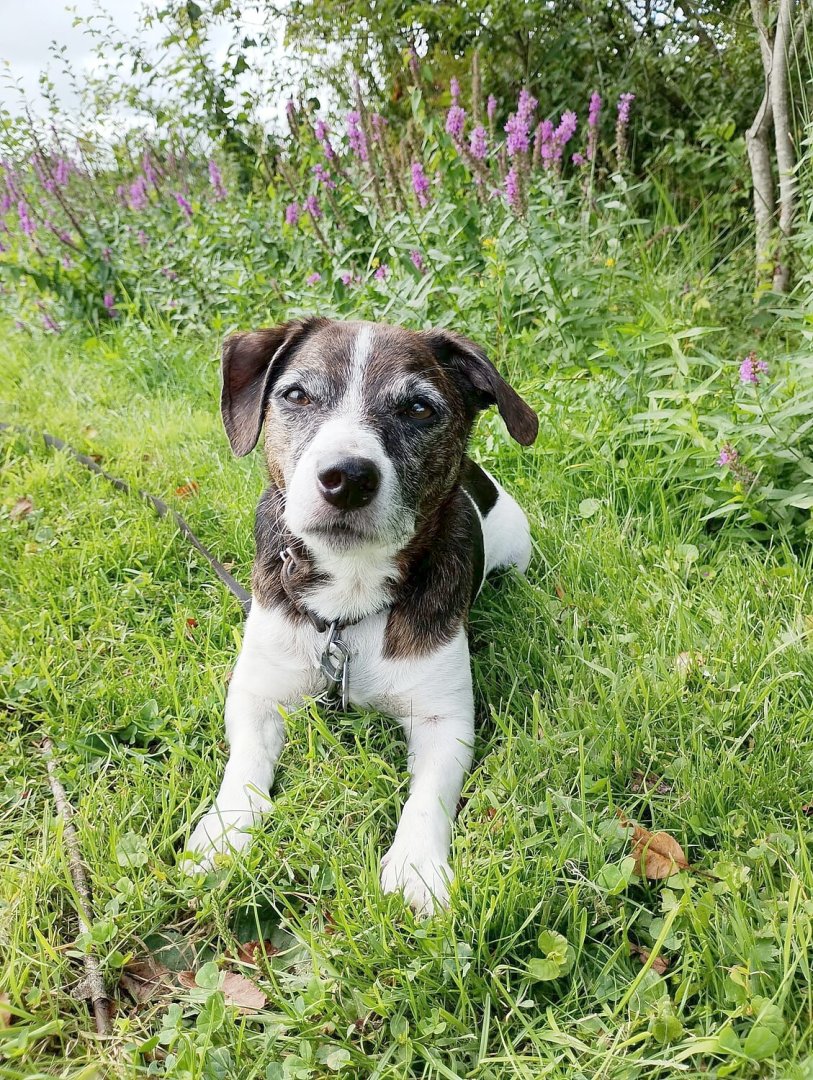 Die schönsten Hunde-Fotos aus Ostfriesland (Galerie I) - Bild 15