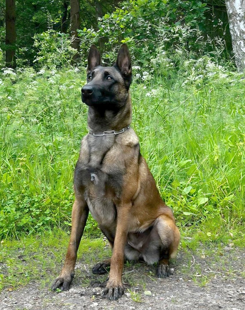 Die schönsten Hunde-Fotos aus Ostfriesland (Galerie I) - Bild 17