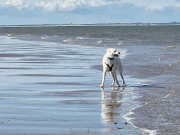 Die schönsten Hunde-Fotos aus Ostfriesland (Galerie I) - Bild 19