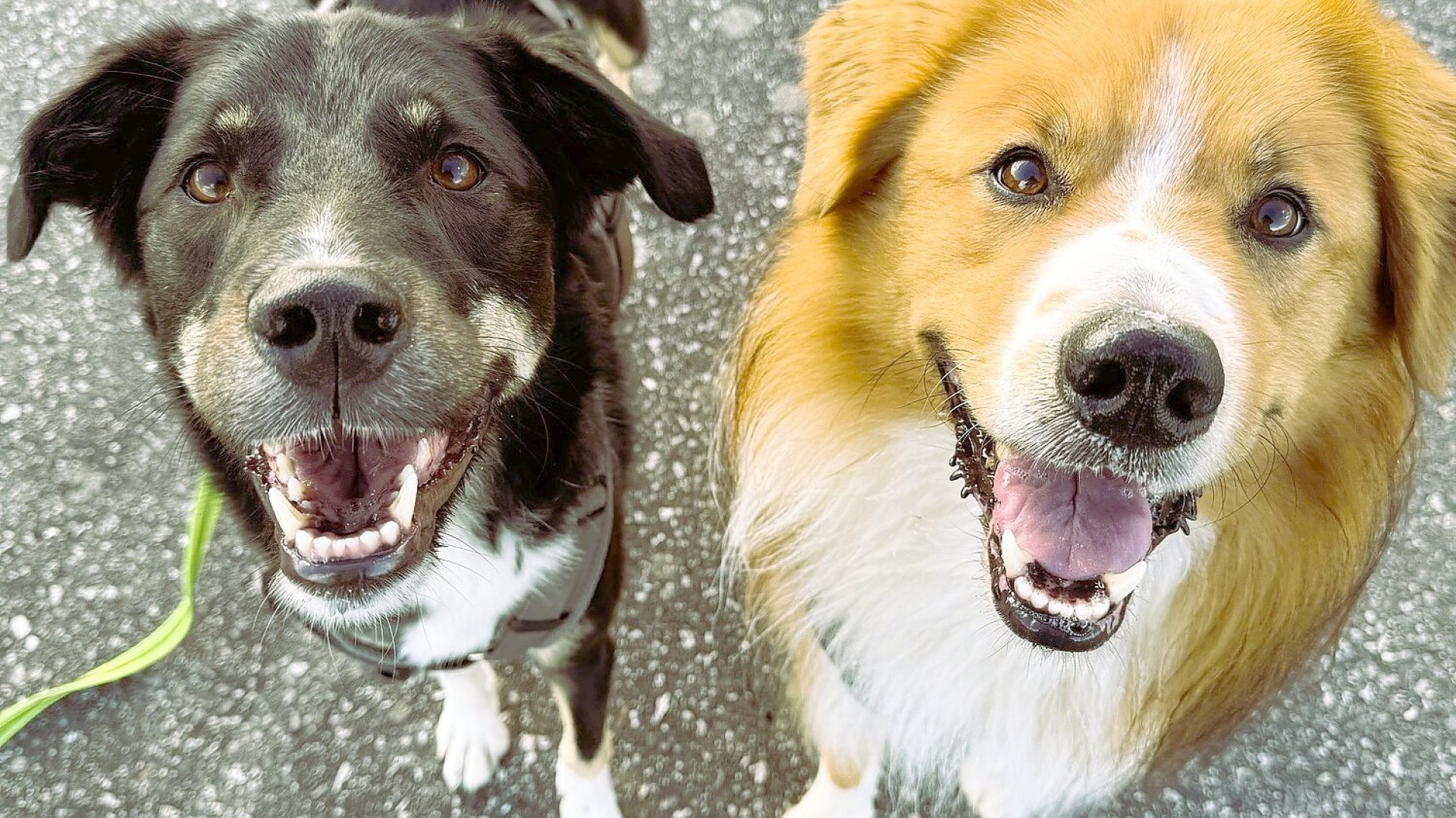 Die schönsten Hunde-Fotos aus Ostfriesland (Galerie I) - Bild 20