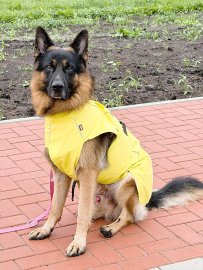 Die schönsten Hunde-Fotos aus Ostfriesland (Galerie I) - Bild 22