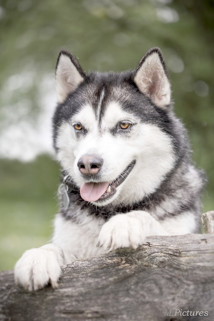 Die schönsten Hunde-Fotos aus Ostfriesland (Galerie I) - Bild 24