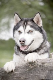 Die schönsten Hunde-Fotos aus Ostfriesland (Galerie I) - Bild 24