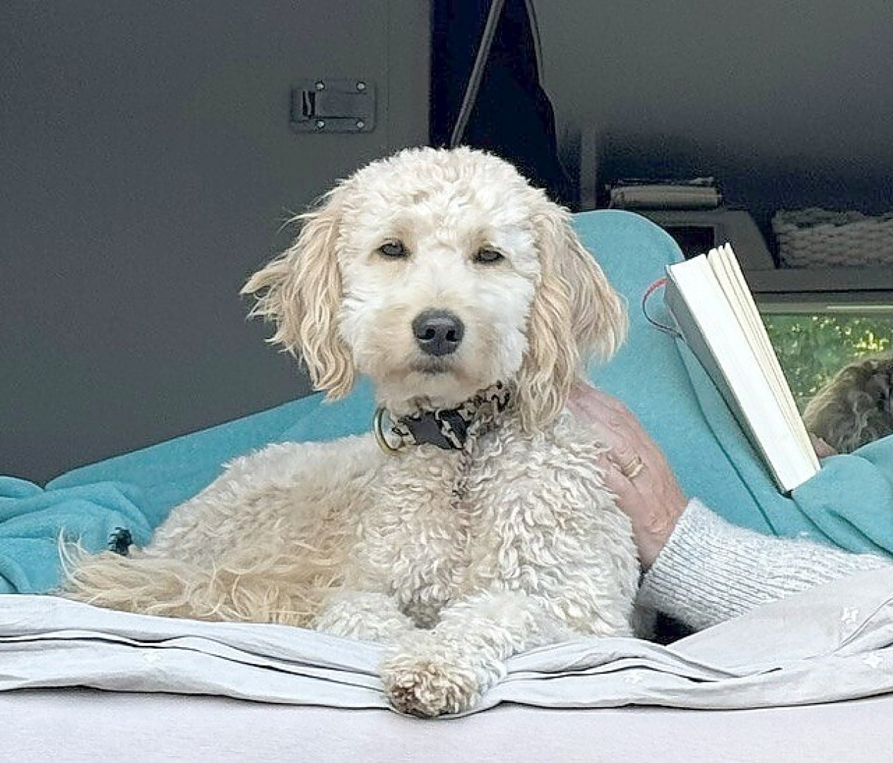 Die schönsten Hunde-Fotos aus Ostfriesland (Galerie I) - Bild 26