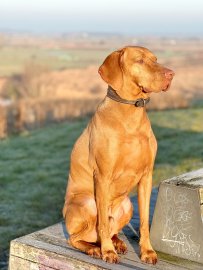 Die schönsten Hunde-Fotos aus Ostfriesland (Galerie I) - Bild 27