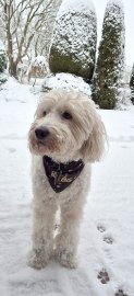 Die schönsten Hunde-Fotos aus Ostfriesland (Galerie I) - Bild 28