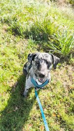 Die schönsten Hunde-Fotos aus Ostfriesland (Galerie I) - Bild 29