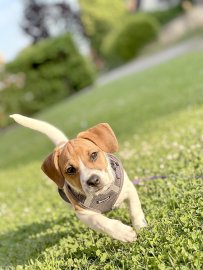 Die schönsten Hunde-Fotos aus Ostfriesland (Galerie I) - Bild 33