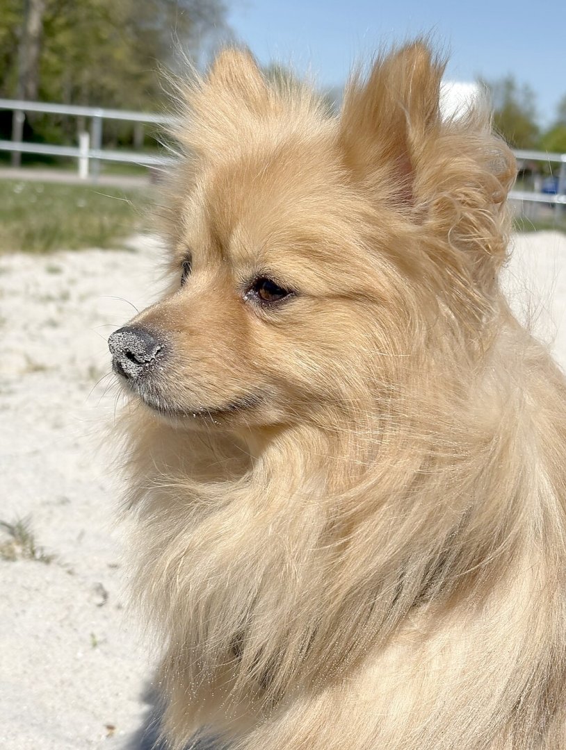 Die schönsten Hunde-Fotos aus Ostfriesland (Galerie I) - Bild 36