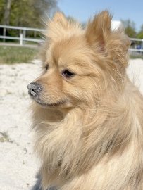Die schönsten Hunde-Fotos aus Ostfriesland (Galerie I) - Bild 36